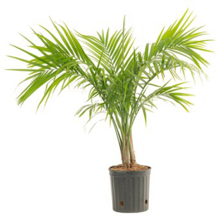 Costa Farms Majesty Palm House Plant 1.94 Gal